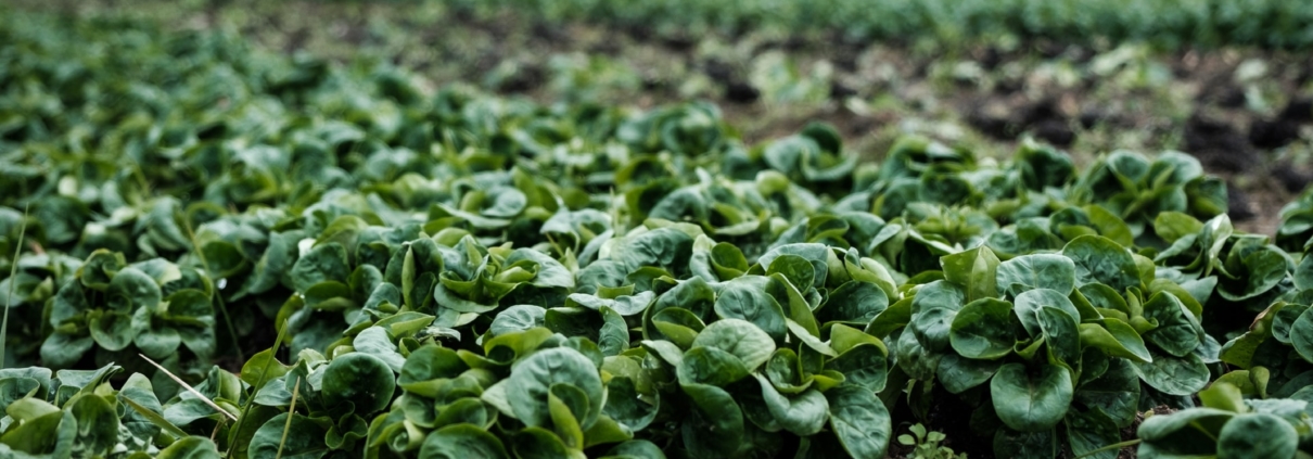 Green plants in a greenhouse