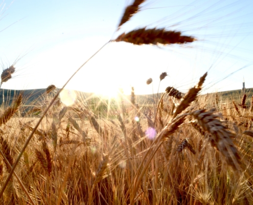 Brown wheat field