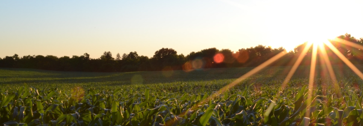 Corn field