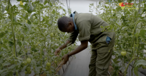 Gregory Kimani, African Food Fellowship fellow - City Shamba