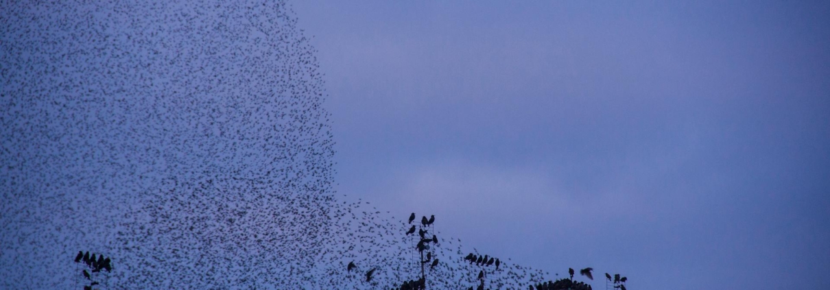 Starling murmuration