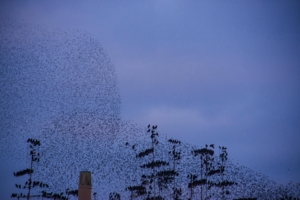 Starling murmuration