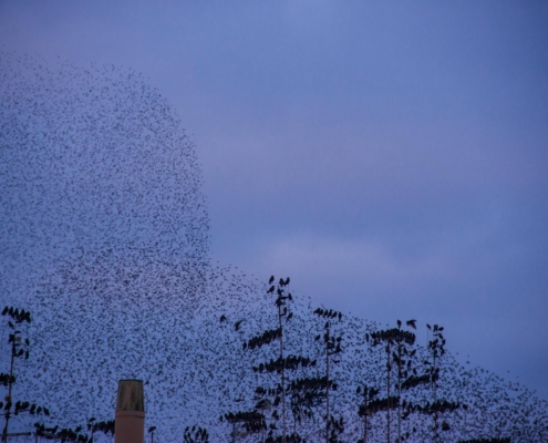 Starling murmuration