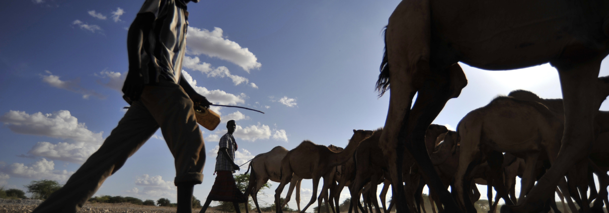 Camels at a water point near Wajir.