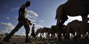 Camels at a water point near Wajir.