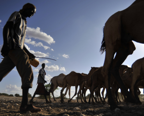 Camels at a water point near Wajir.