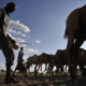 Camels at a water point near Wajir.
