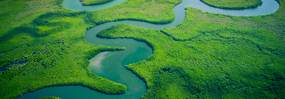Mangrove forest, Gambia (mariusz_prusaczyk)