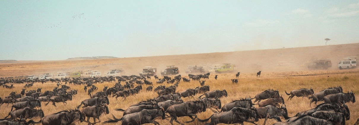 Animals running at the Masai Mara National Reserve, Kenya