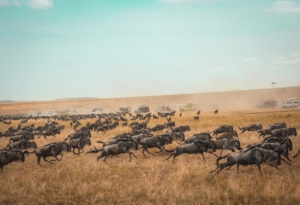 Animals running at the Masai Mara National Reserve, Kenya